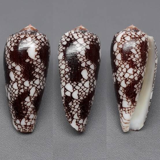 Shellauction Net Conus Omaria 3243854