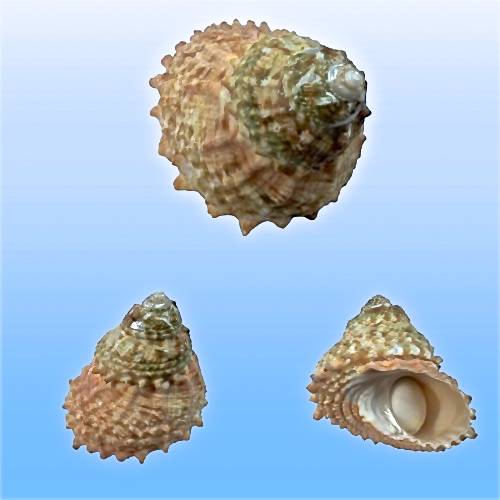 Shellauction Net Lithopoma Caelatum