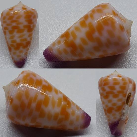 Shellauction Net Conus Tessulatus 3387772