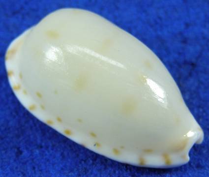 shellauction.net :: Notocypraea pulicaria - 2215675