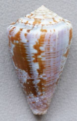 shellauction.net :: Conus purpurascens - 2706044