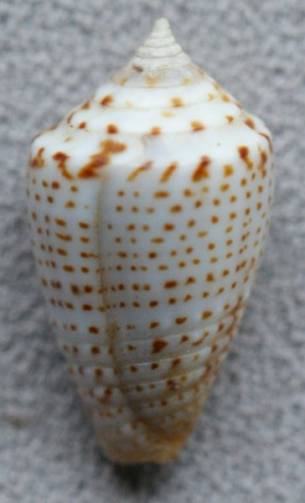 shellauction.net :: Conus puncticulatus - 2775091