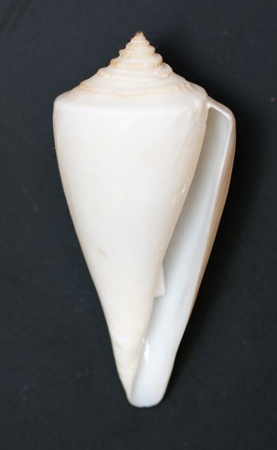 shellauction.net :: Conus gradatulus patens - 3131371