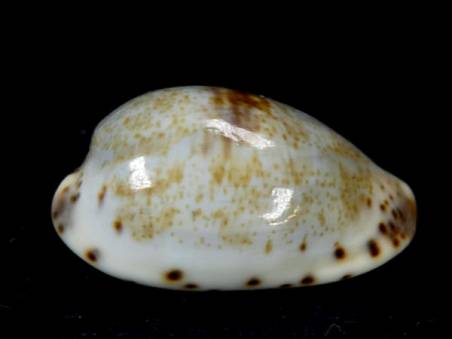 shellauction.net :: Cypraea gracilis macula - 3188750