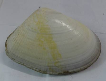 shellauction.net :: Donax serra - 3218182