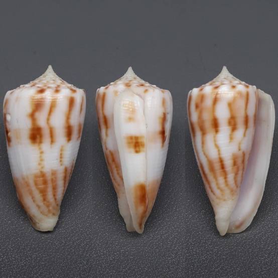 shellauction.net :: Conus moluccensis - 3243718