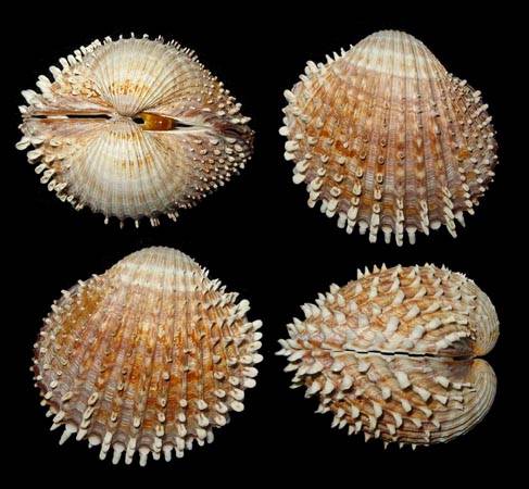 shellauction.net :: Acanthocardia deshayesii - 3245267