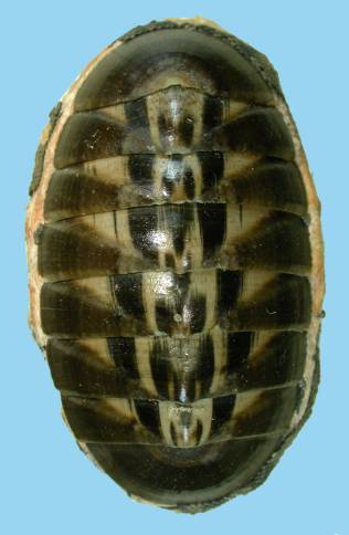 shellauction.net :: Chiton virgulatus - 3249566