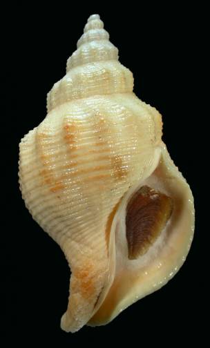 shellauction.net :: Siphonalia modificata - 3252182