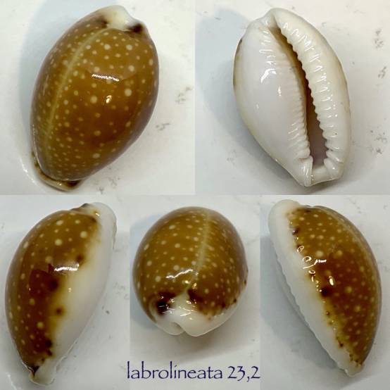 shellauction.net :: Naria labrolineata - 3254226