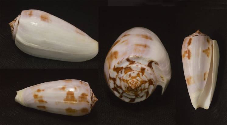 shellauction.net :: Conus subfloridus - 3257270