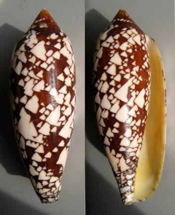 shellauction.net :: Conus aulicus propenudus - 3259182