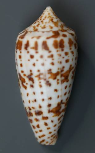 shellauction.net :: Conus adenensis - 3284357