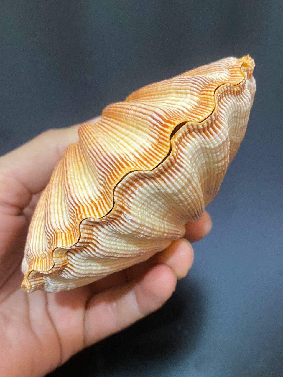 nodus shell