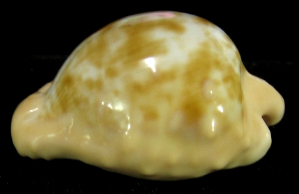 shellauction.net :: Cypraea coronata gloriosa - 2660053