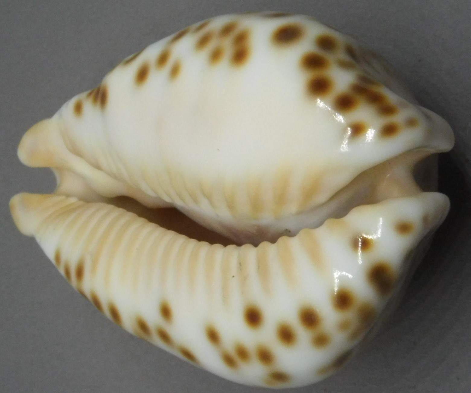 shellauction-barycypraea-fultoni-amorimi-2708785