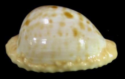 shellauction.net :: Cypraea coronata coronata - 2947996