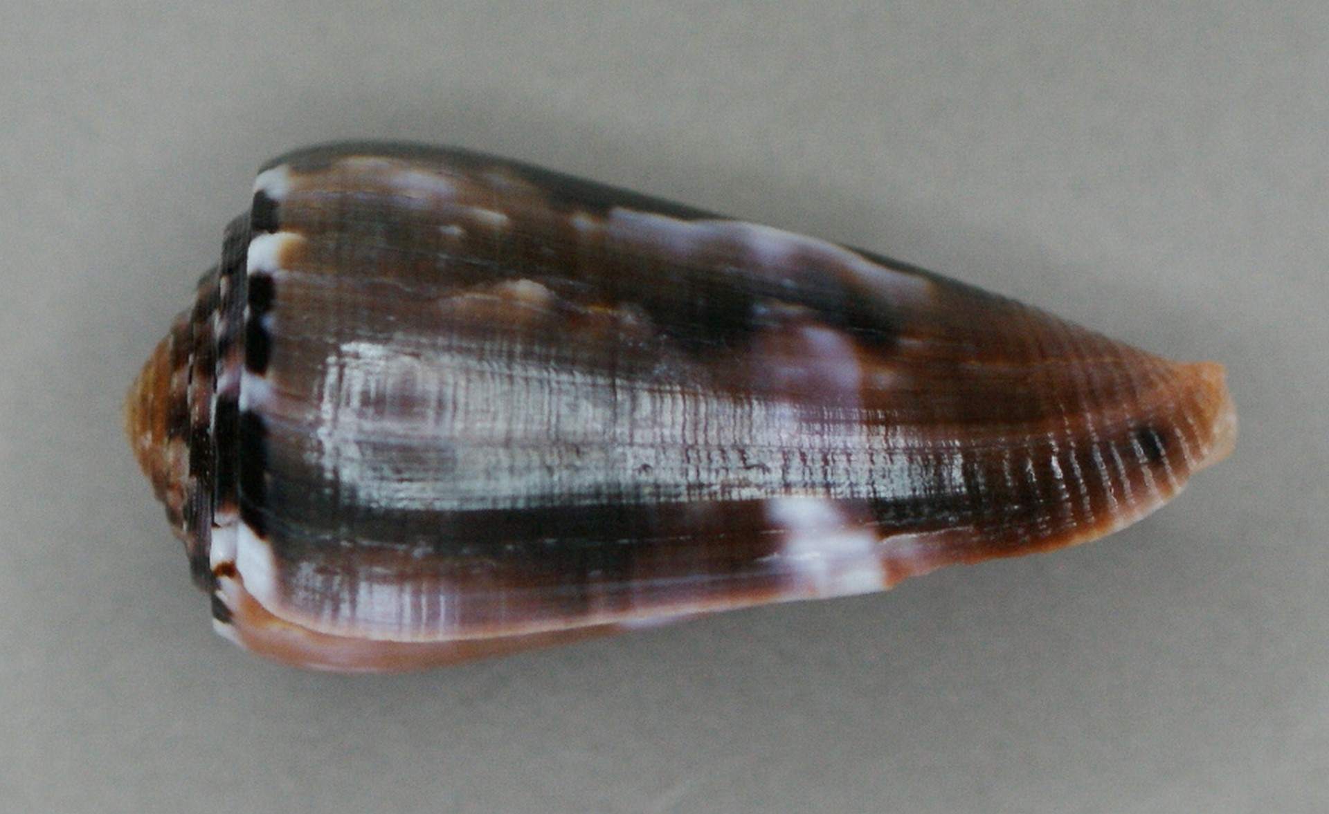 Conus Gauguini 2964805